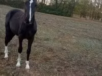 Horse (M), Lipizzaner — photo 1