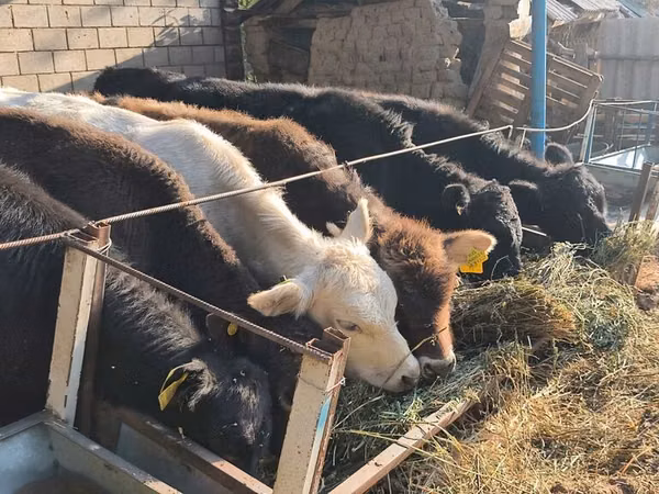 Bull, Cattle