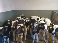 황소, Russian Black pied cattle — 사진 5