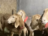 암양, Arashan sheep — 사진 1