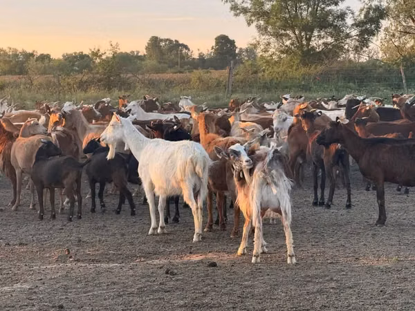 Goat, Goats