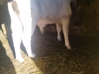 公牛, Cattle — 照片 2