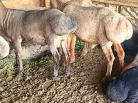 Vædder, Edilbay sheep — foto 1
