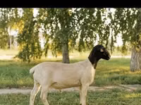 Sheep (batch, sex not specified), Sheep — photo 2
