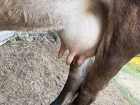 Bò cái, Giống Alatau — ảnh 5