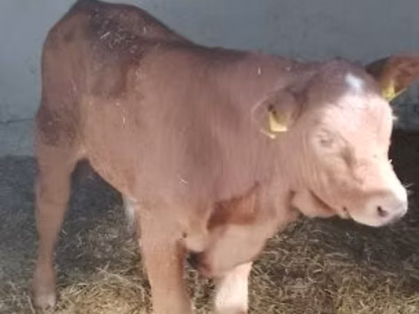Toro, Vaca Limousin