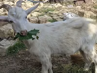 Goats (batch, sex not specified), Saanen goat — photo 1