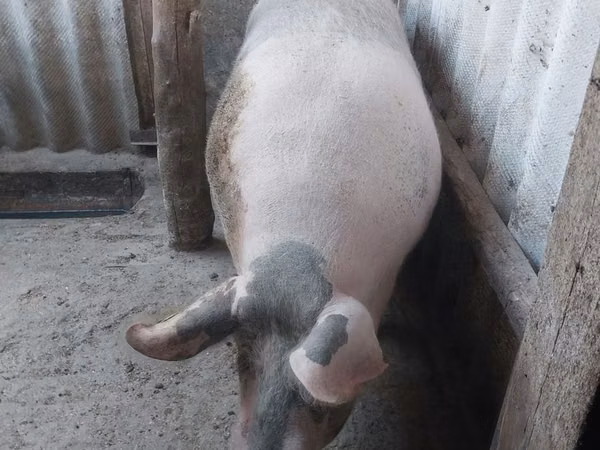 Sow, Pigs — Moldova
