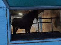 ঘোড়া, Arabian horse — ছবি 4