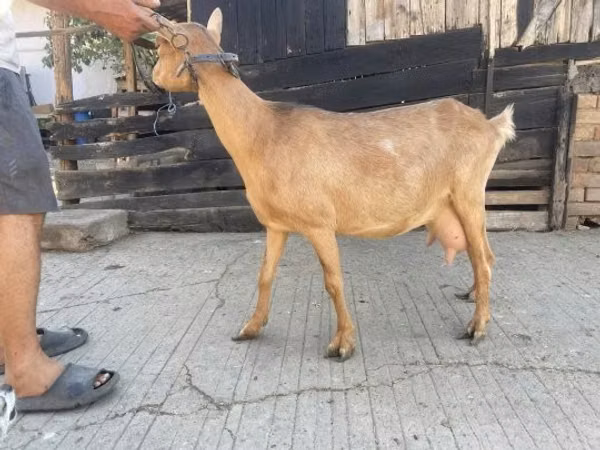 Goat, Goats — Hungary