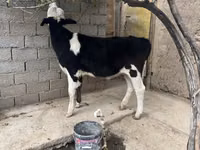 گاو ماده, Russian Black pied cattle — عکس 4