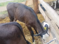 公牛, Cattle — 照片 1