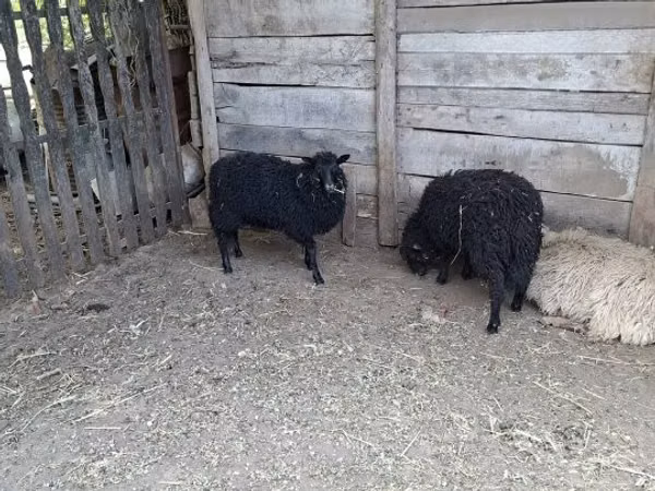 میش, Racka sheep — مجارستان