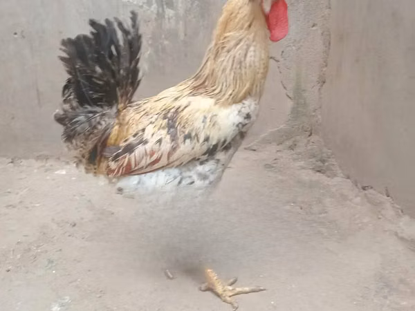Chickens