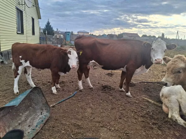 Bulle, Latvian Blue cattle