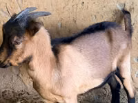 Billy Goat, Alpine goat — photo 2