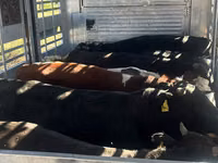 Bull, Cattle — photo 1