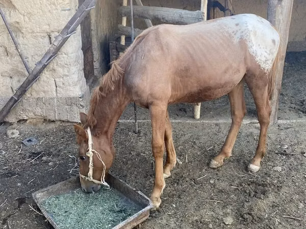 Horses (batch, sex not specified), Horses — Kazakhstan