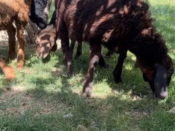 میش, گوسفند