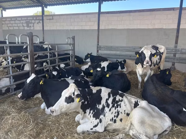 Cow, Holstein breed