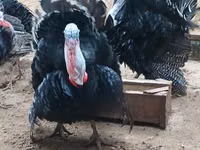 Turkeys — ছবি 6