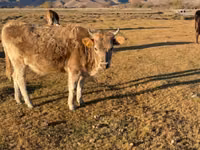 গাভী, Latvian Blue cattle — ছবি 1