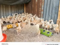 Chickens — foto 7