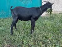 Kambing jantan, Murcia-Granada goats — foto 3