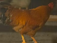 Chickens — عکس 2