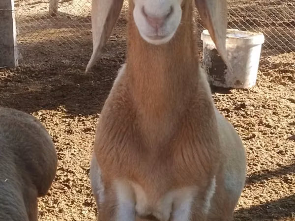 Ram, Arashan sheep — Uzbekistan