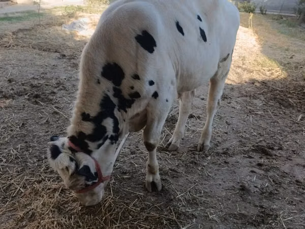 Bull, Russian Black pied cattle — Uzbekistan