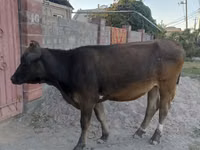 Bull, Swiss cattle — photo 5