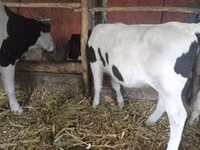 بقرة, Russian Black pied cattle — الصورة 2