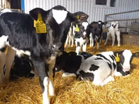Toro, Razza Holstein — foto 4