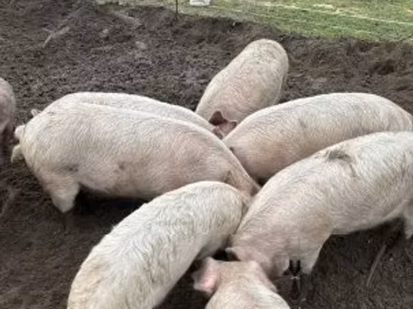 Boar,  — Hungary