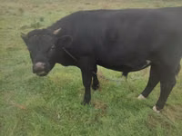 Bull, Aberdeen-Angus — photo 2