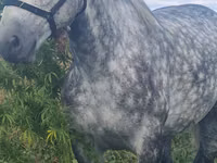 Horse (M), Percheron — photo 2