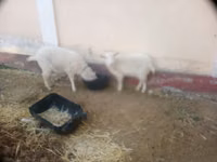 Keçi, Irish goat — foto 5