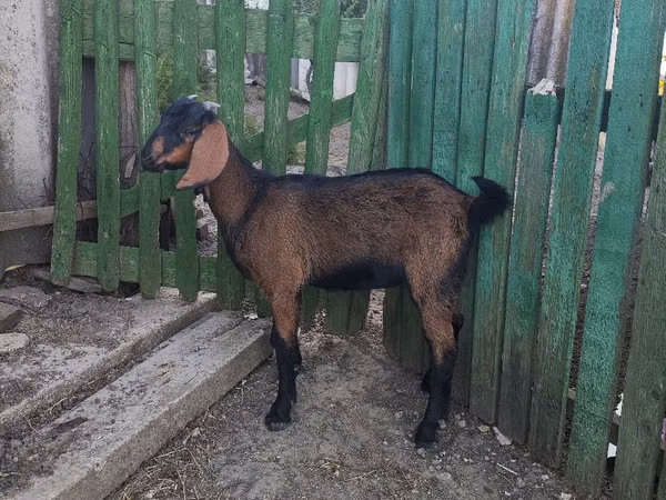 Goat, Goats — Moldova
