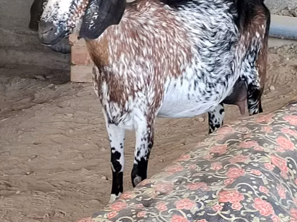 Goat, Nubian Goat — Kyrgyzstan