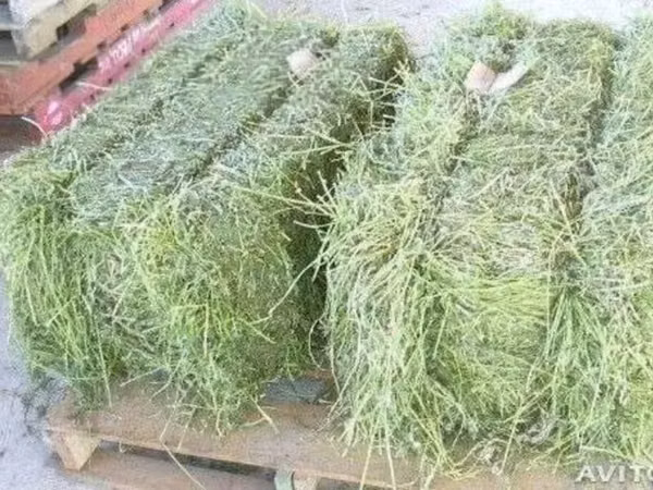 Cumpăr 20 de baloți de lucernă pentru iepuri, adusă acasă.