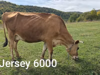 Ng'ombe jike, Jersey breed — picha 1