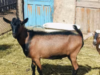 Kambing jantan, Nubian Goat — foto 4