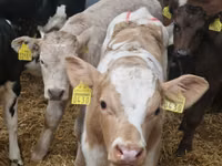 Skot (série, pohlaví neuvedeno), Simmental cattle — foto 7
