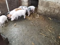 Boar, Pigs — photo 3