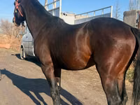 Horse (M), Horses — photo 1