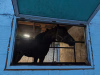 ঘোড়া, Arabian horse — ছবি 5