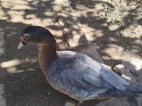 Ducks — عکس 5