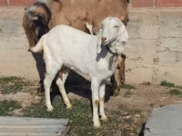 母山羊, Goats — 照片 5