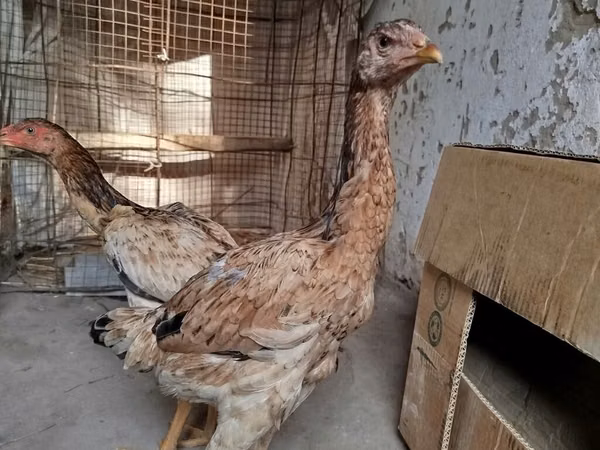 Shamo chickens — Kirgistaan